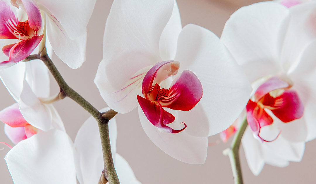 Содержание орхидей: как собрать все воедино
