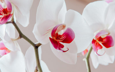 Содержание орхидей: как собрать все воедино