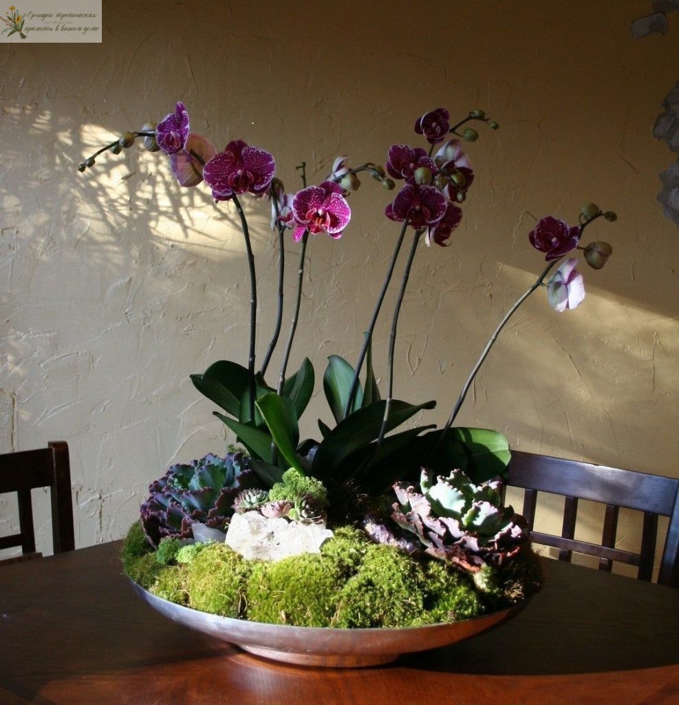 Орхидеи в офисе - мини