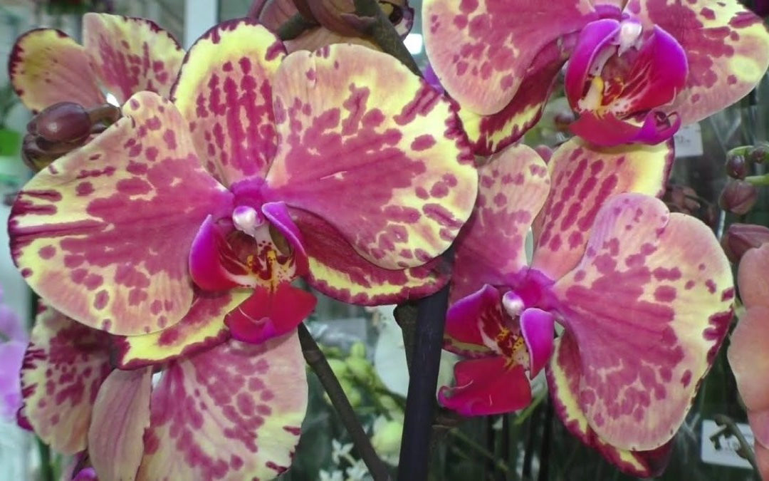 7 основных ошибок при выращивании орхидей и как их избежать