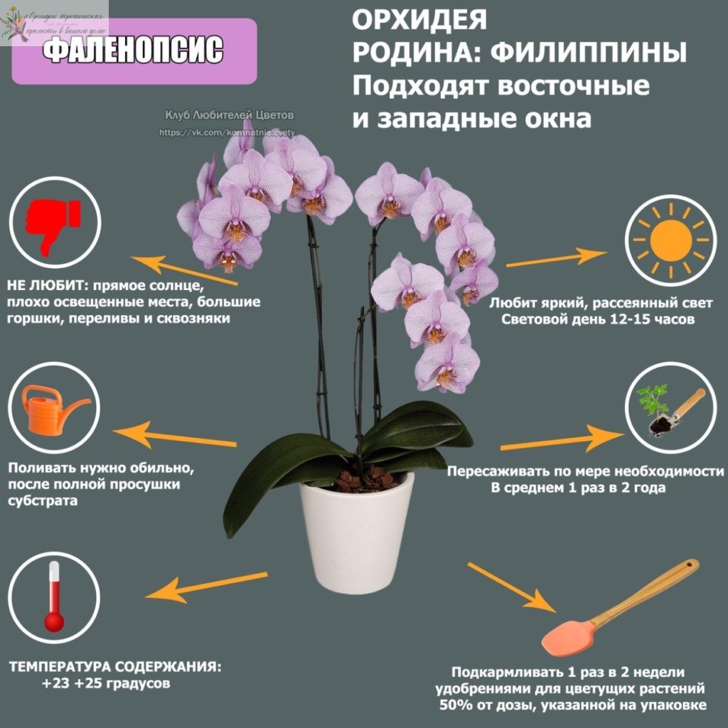 Ошибки при содержании орхидей - Напоминание