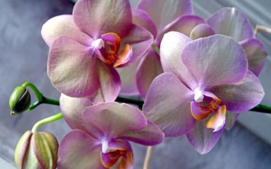 Орхидеи в офисе: создаем зеленый оазис для комфортной работы