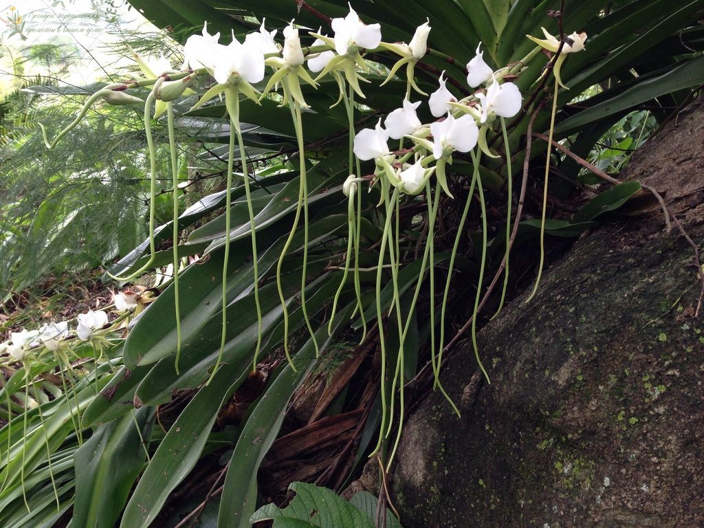 Происхождение орхидеи Ангрекум