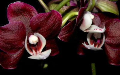 Орхидеи в кулинарии: кулинарные чудеса с экзотическими вкусами