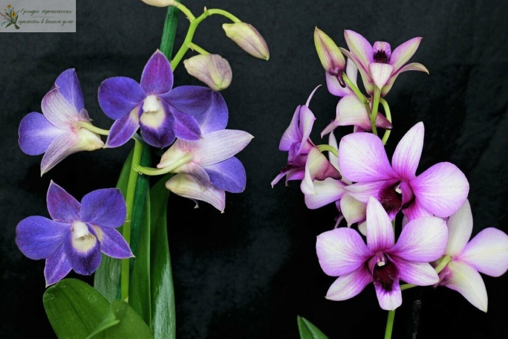 Орхидеи в кулинарии - дендробиум