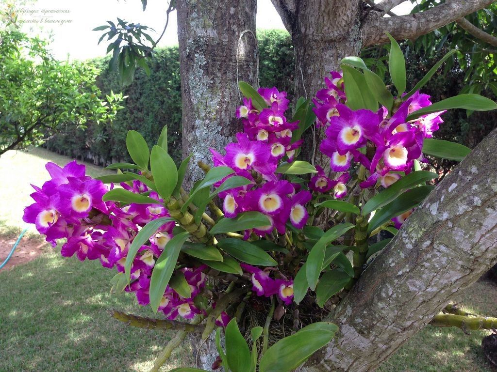 Происхождение орхидеи Дендробиум