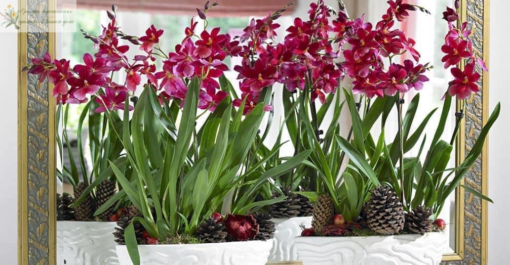 Орхидеи в офисе - камбрия