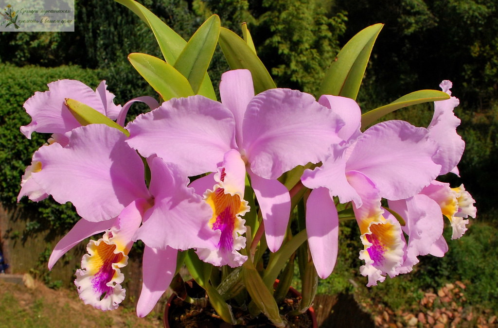 Происхождение орхидеи Катлея