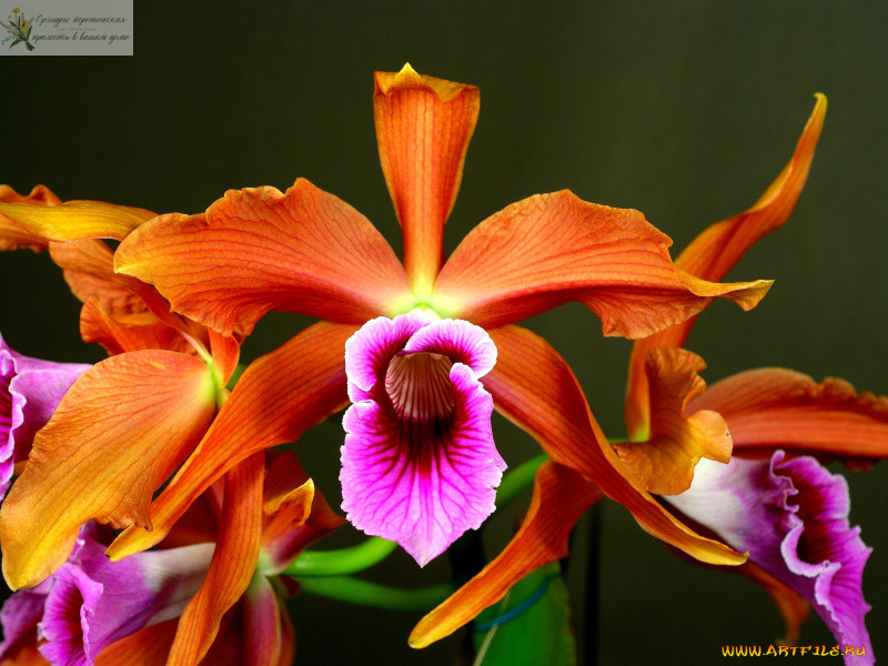 Происхождение орхидеи Лелия