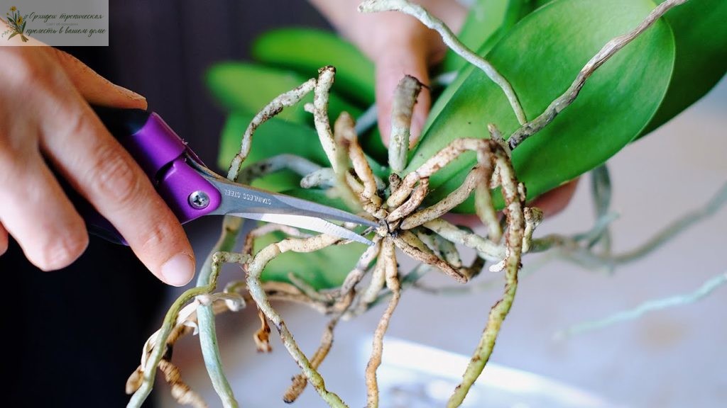 Ошибки при содержании орхидей - обрезка