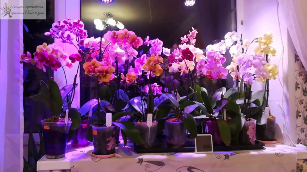 Ошибки при содержании орхидей - свет