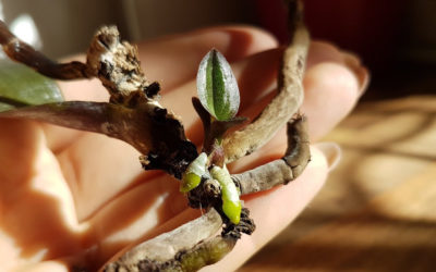 Пеньки орхидей: как вырастить новую жизнь из остатков.