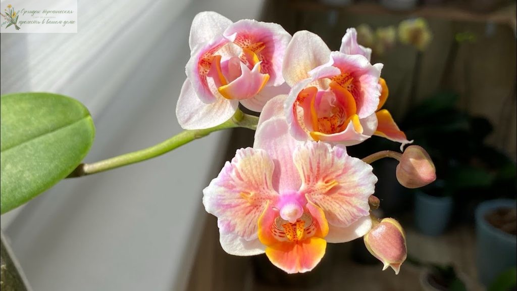 орхидея из пенька - цветение