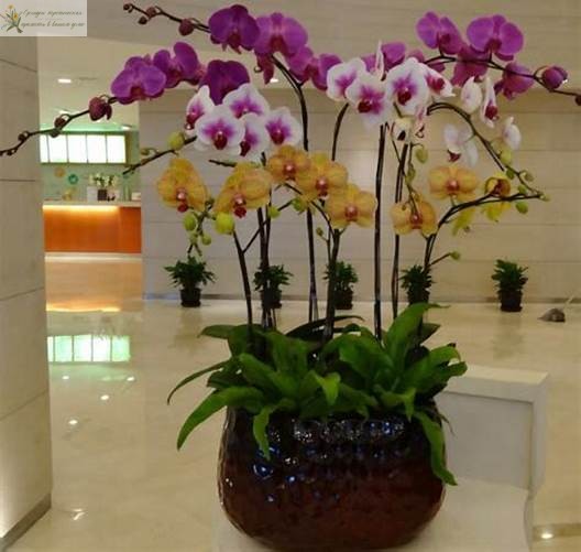 Орхидеи в офисе - пример 5