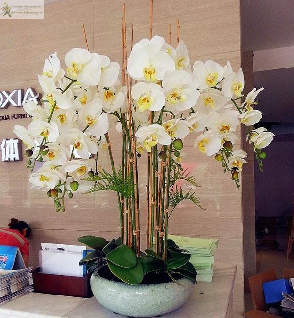 Орхидеи в офисе - пример 7