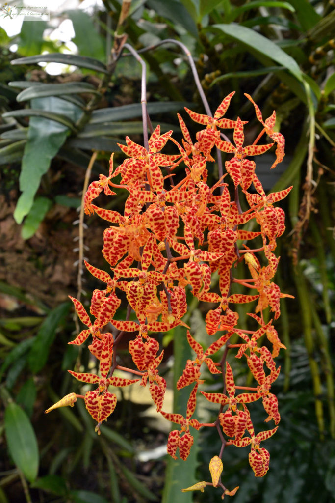 Происхождение орхидеи Ренантера