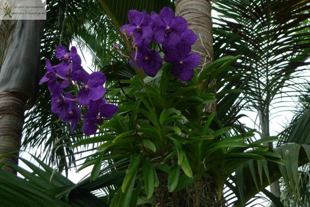 Происхождение орхидеи Ванда