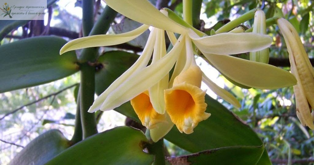 Орхидеи в кулинарии - ваниль