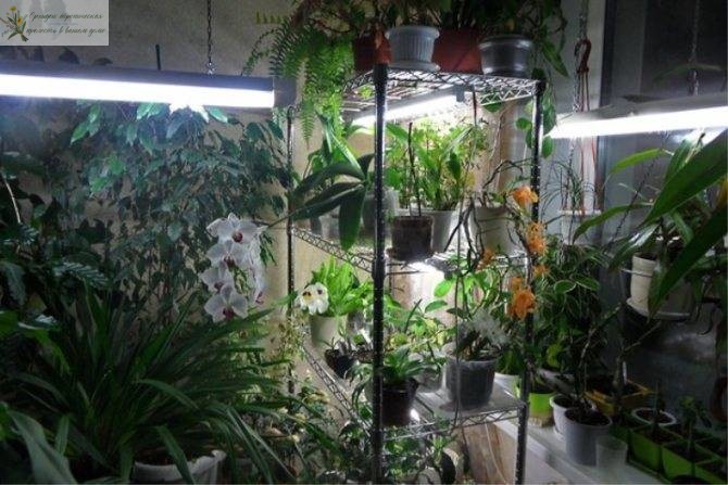 Выращивание орхидей при искусственном освещении  - люминисцентное освещение