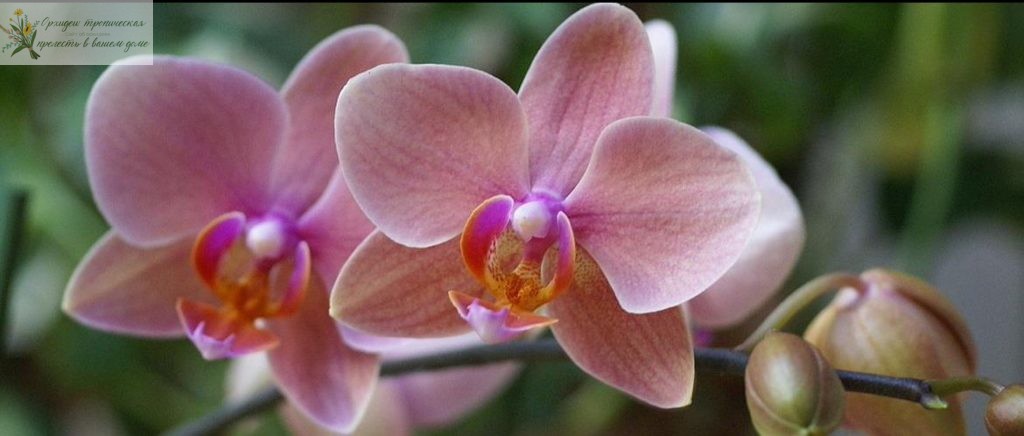 Лечебные свойства орхидеи - фаленопсис розовый