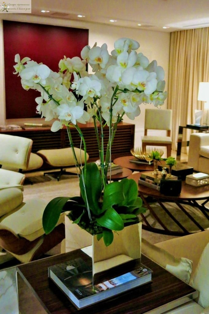 Орхидеи в интерьере гостинной