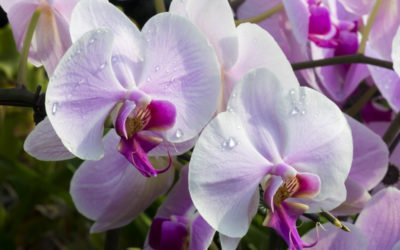 Календарь ухода за орхидеями: вечная весна в вашем доме круглый год