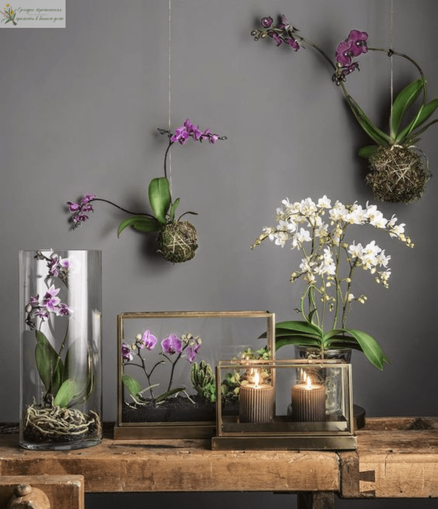 Орхидеи в интерьере композиция