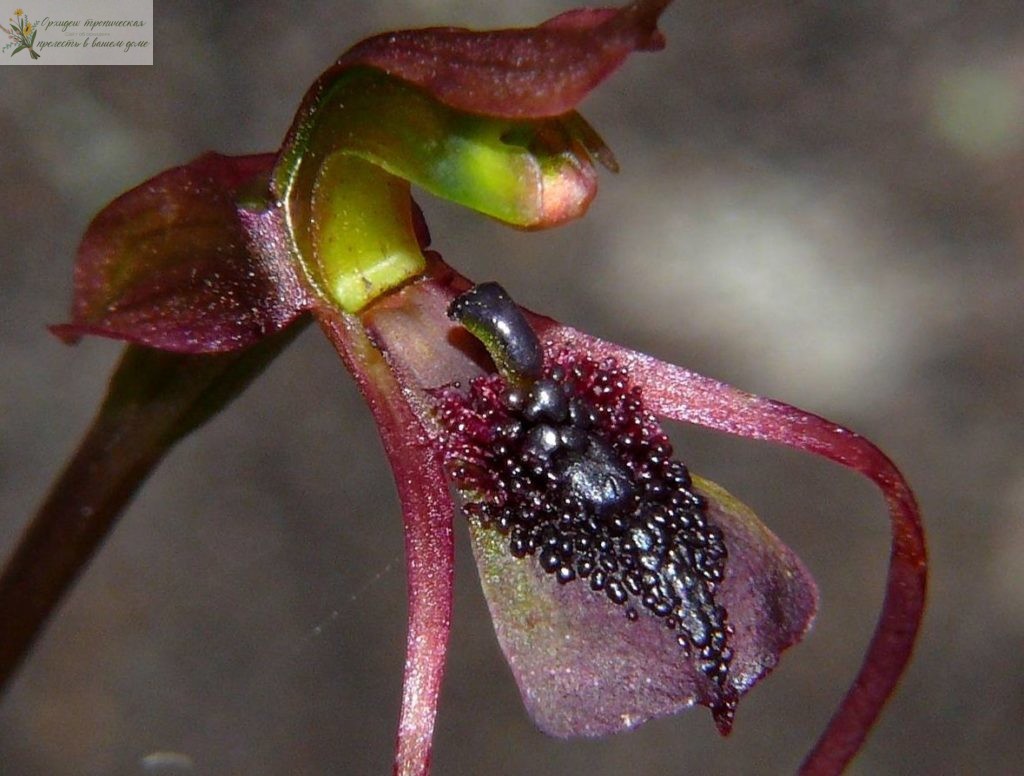 Лечебные свойства орхидеи - необыкновенный цветок