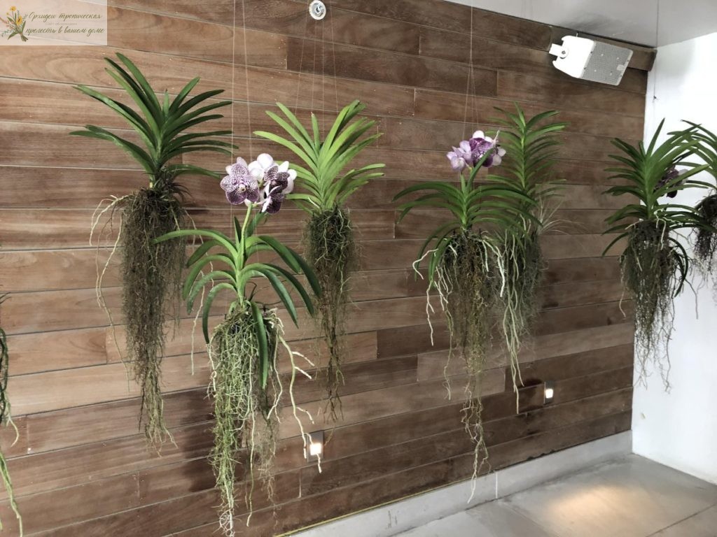 Орхидеи в интерьере на деревянной стене