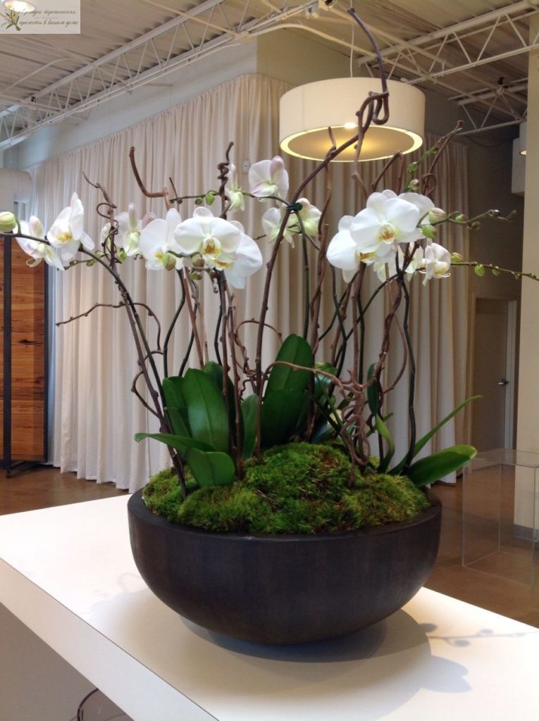 Орхидеи в интерьере зеленый уголок