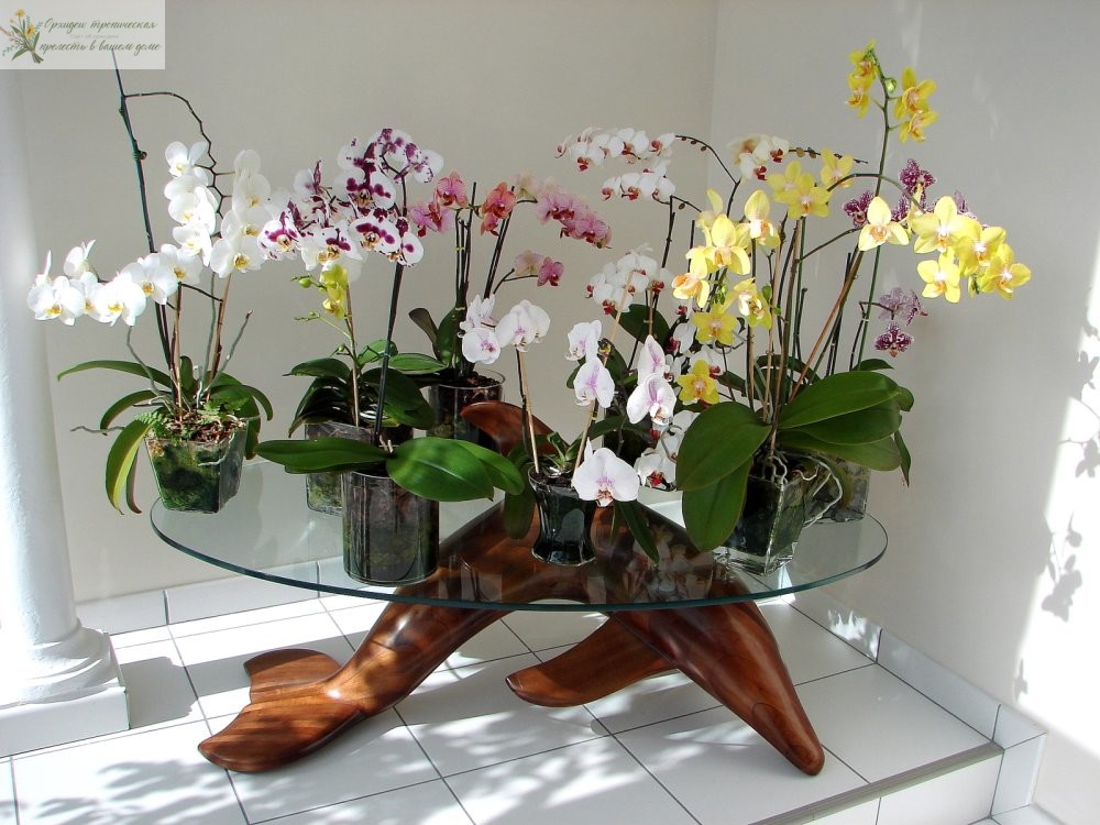 Орхидеи в интерьере - яркий акцент