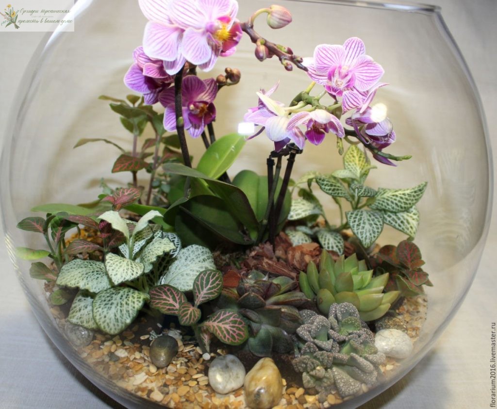 Орхидеи в интерьере - флорариум в круглом аквариуме