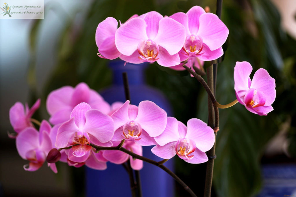 Лечебные свойства орхидеи- Фаленопсис
