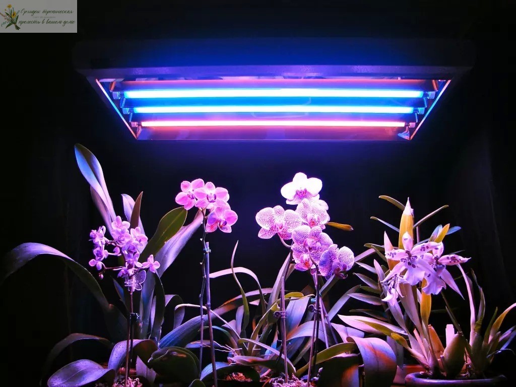Выращивание орхидей при искусственном освещении - фитолампа