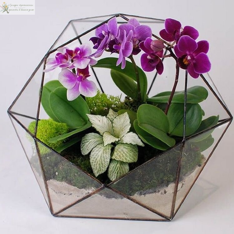 Орхидеи в интерьере - флорариум