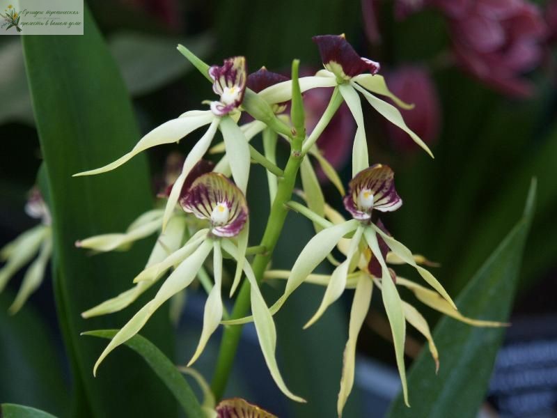 Орхидеи энциклия в интерьере