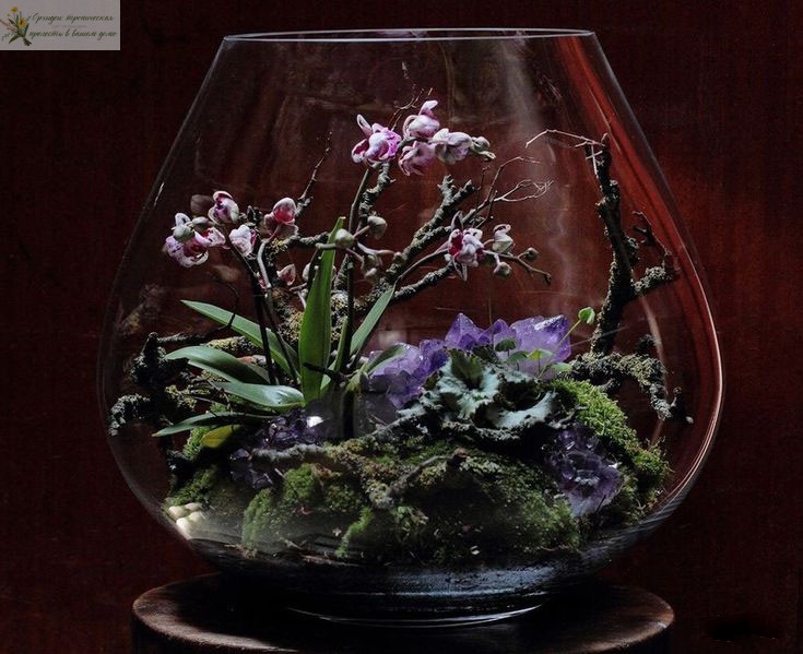 Орхидеи в интерьере Флорариум в стеклянной вазе
