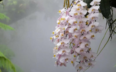 Лечебные свойства орхидеи:  реальность или красивая легенда