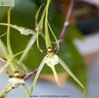 Выращивание орхидей при искусственном освещении