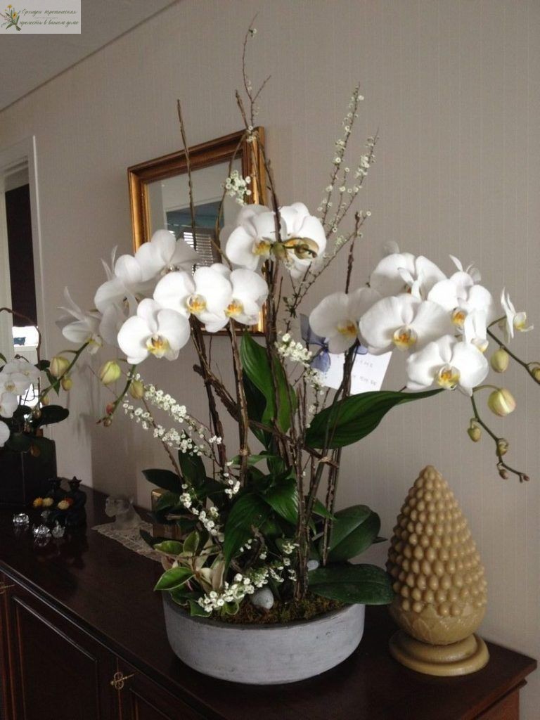  Белые орхидеи в интерьере