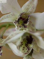 Выращивание орхидей при искусственном освещении  - дендробиум
