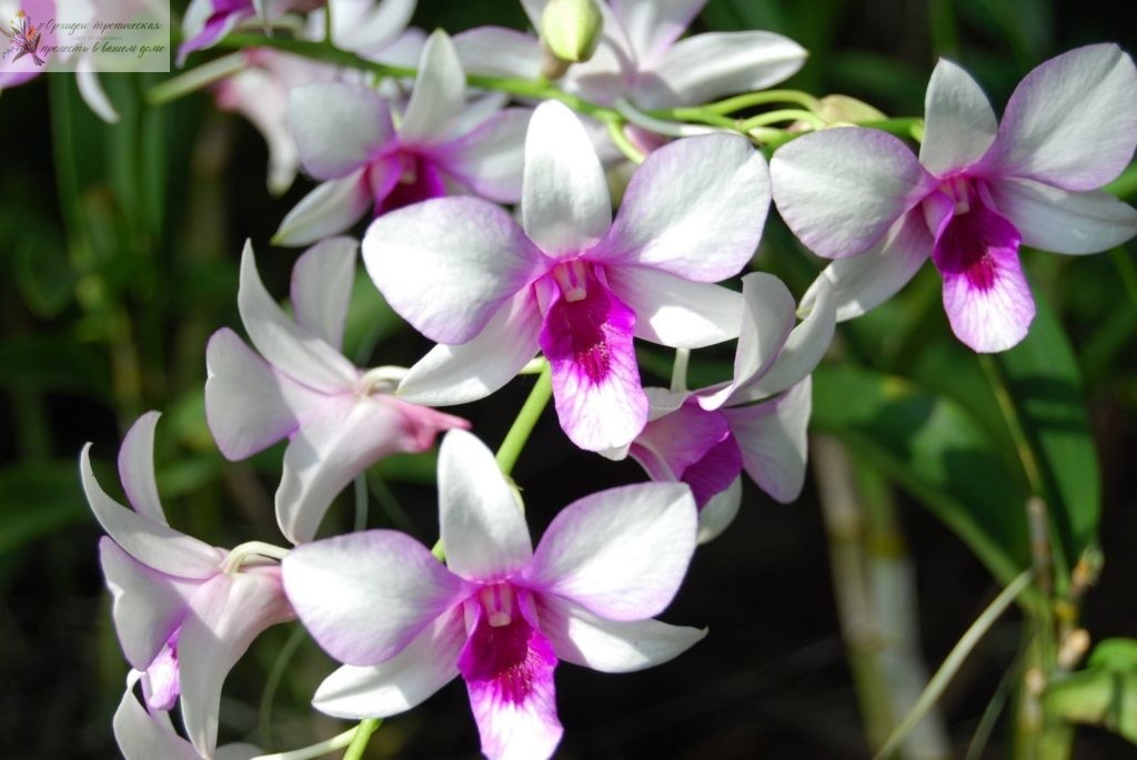 Лечебные свойства орхидеи -дендробиум белый