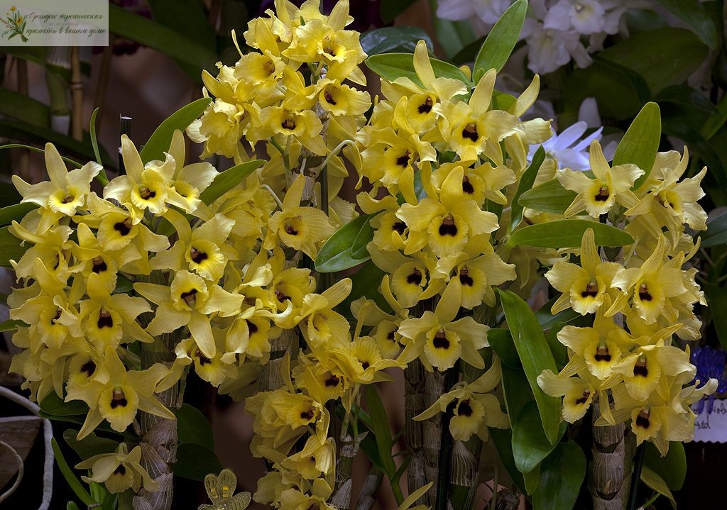 Лечебные свойства орхидеи - Дендробиум Мобиле