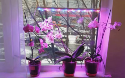 Выращивание орхидей при искусственном освещении: как выбрать лампы и настроить свет.