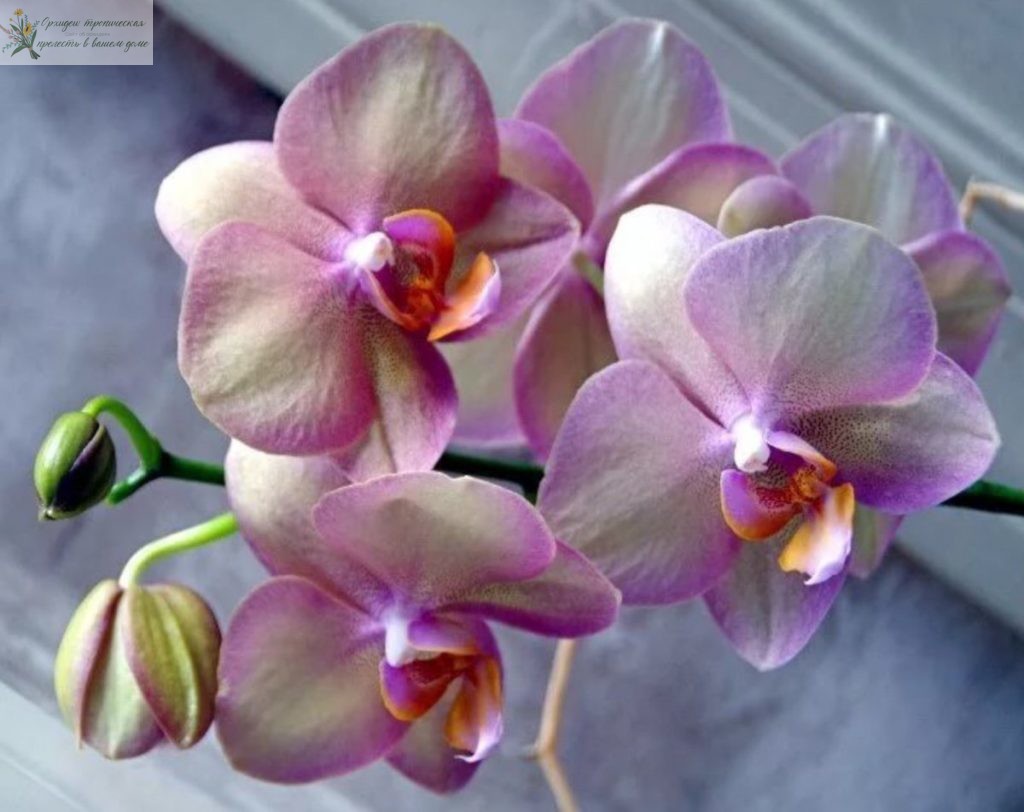 Коллекционирование орхидей. Фаленопсис