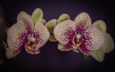 Коллекционирование орхидей: окунитесь в этот увлекательный мир