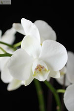Выращивание орхидей при искусственном освещении - фаленопсис