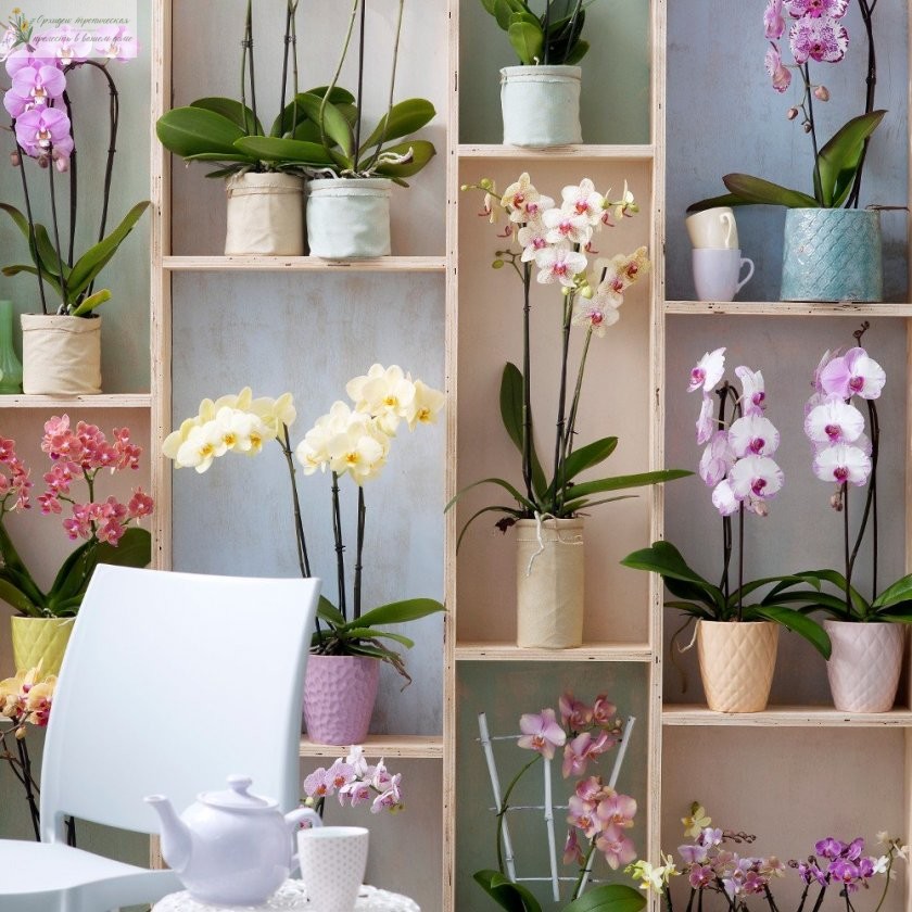 Орхидеи в интерьере - вертикальная конструкция