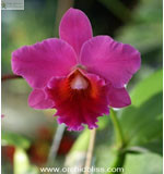 Выращивание орхидей при искусственном освещении - катлея