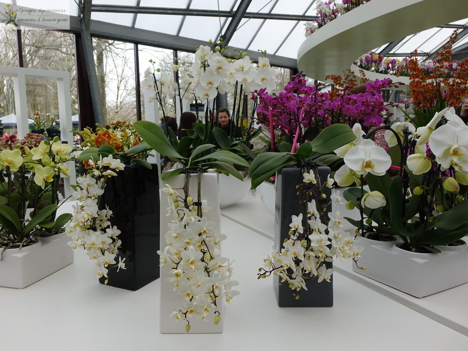 Коллекционирование орхидей. Магазин орхидей
